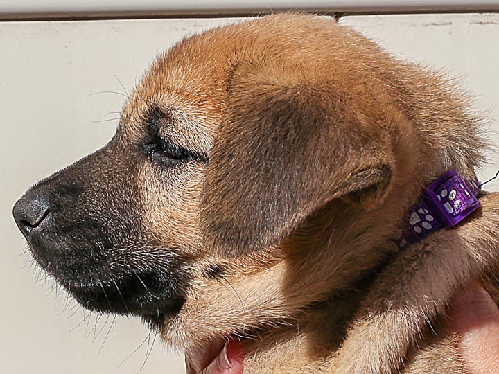 chinook puppy